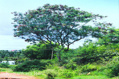 Leucaena leucocephala